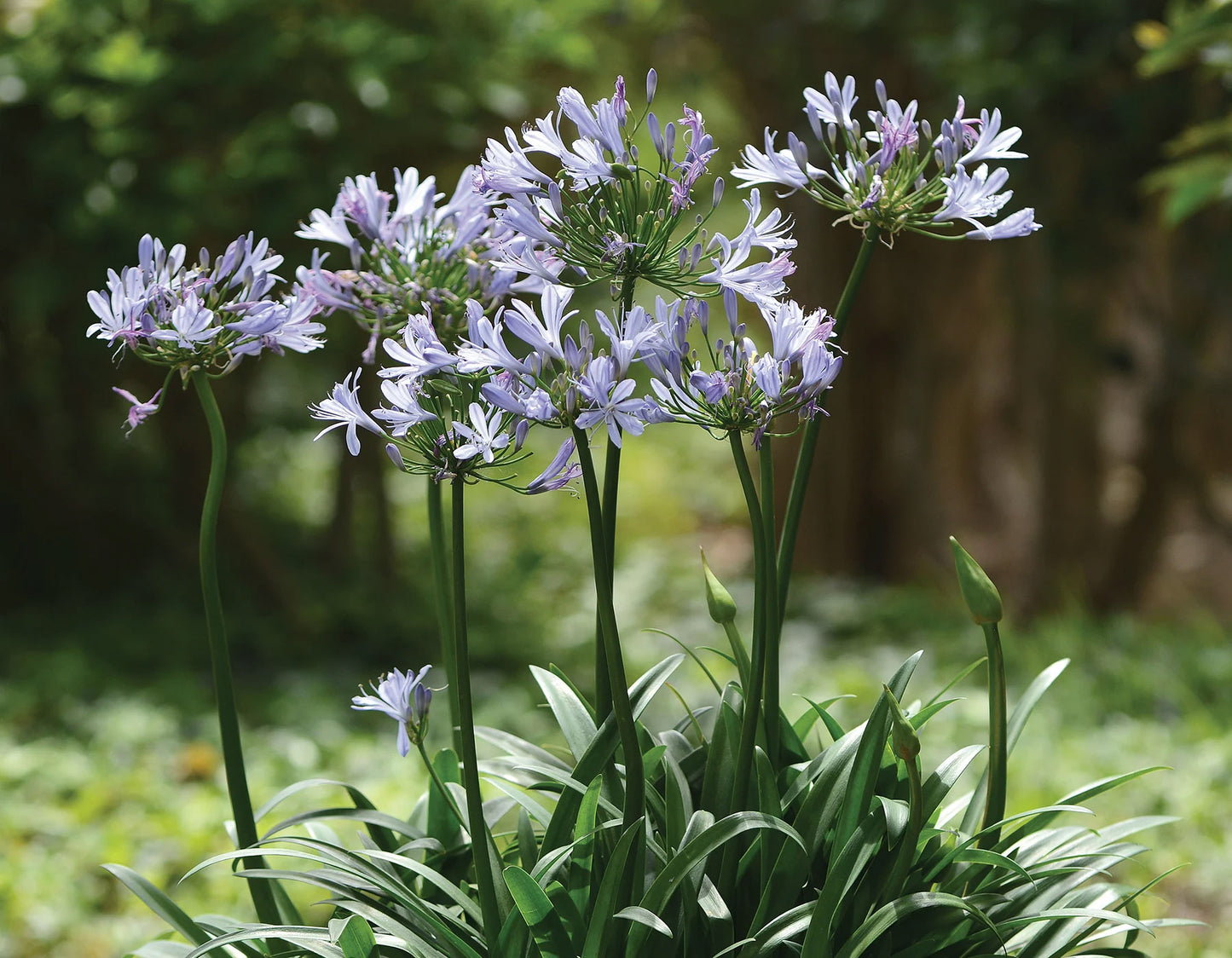 Agapanthus Barley Blue