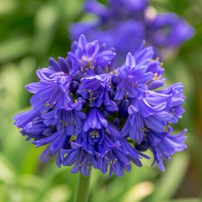 Agapanthus Ever Ameythst