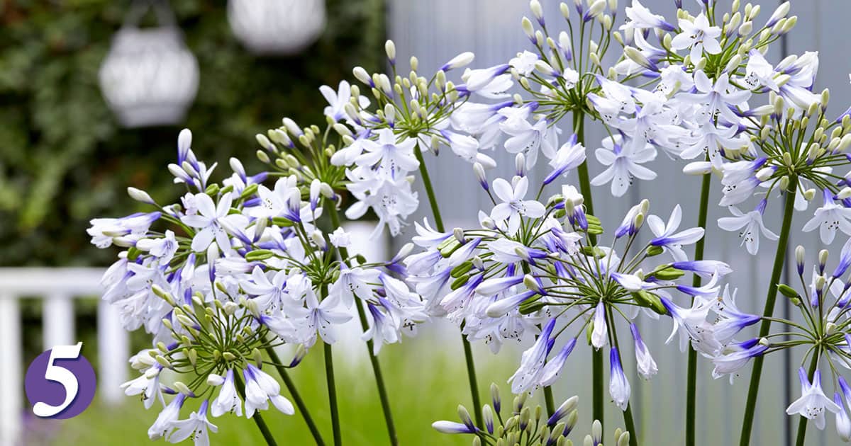 Agapanthus Indigo Frost