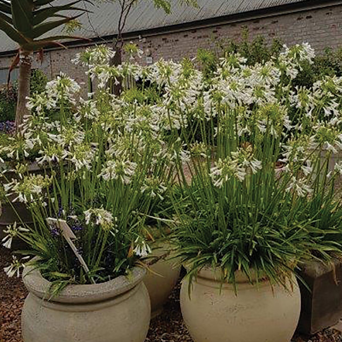 Agapanthus Shona