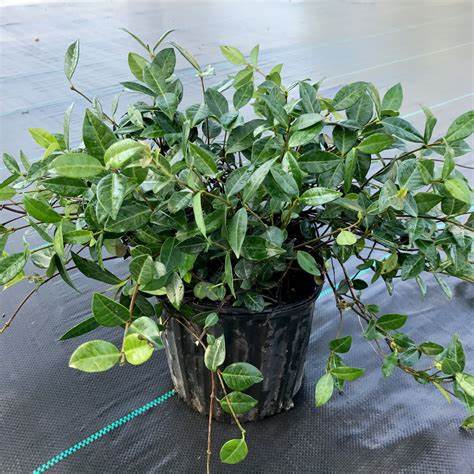 Asian Jasmine