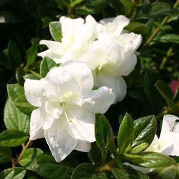 Azalea, Encore Autumn Moonlight