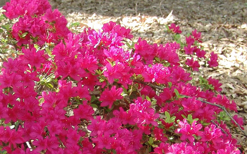 Azalea, Encore Autumn Sundance