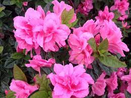 Azalea, Encore Autumn Carnation