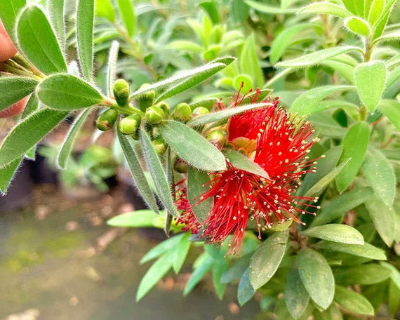 Bottle Brush, Better John