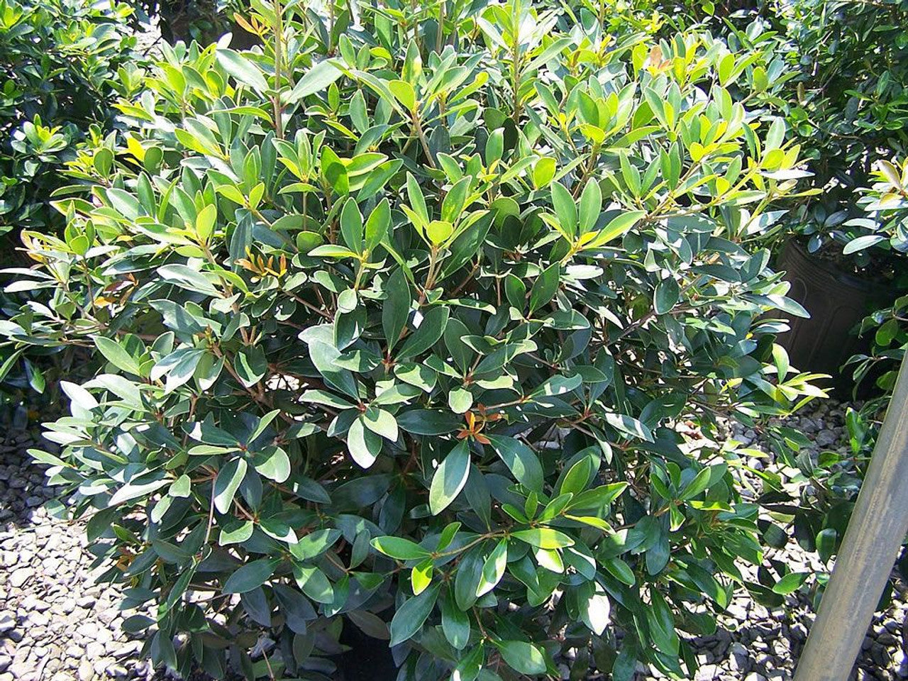 Cleyera, Japonica