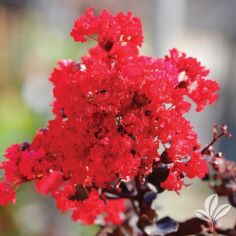 Crape Myrtle, Ebony FIre