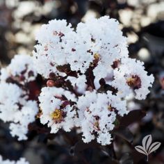 Crape Myrtle, Ebony and Ivory