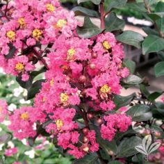 Crape Myrtle, Pink Velour