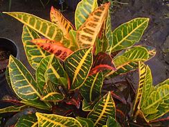 Croton (Petra)