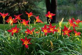 Day Lily