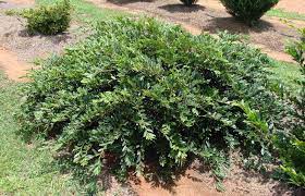 Distylium Vintage Jade