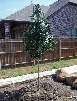 Eagleston Holly (Tree Form)
