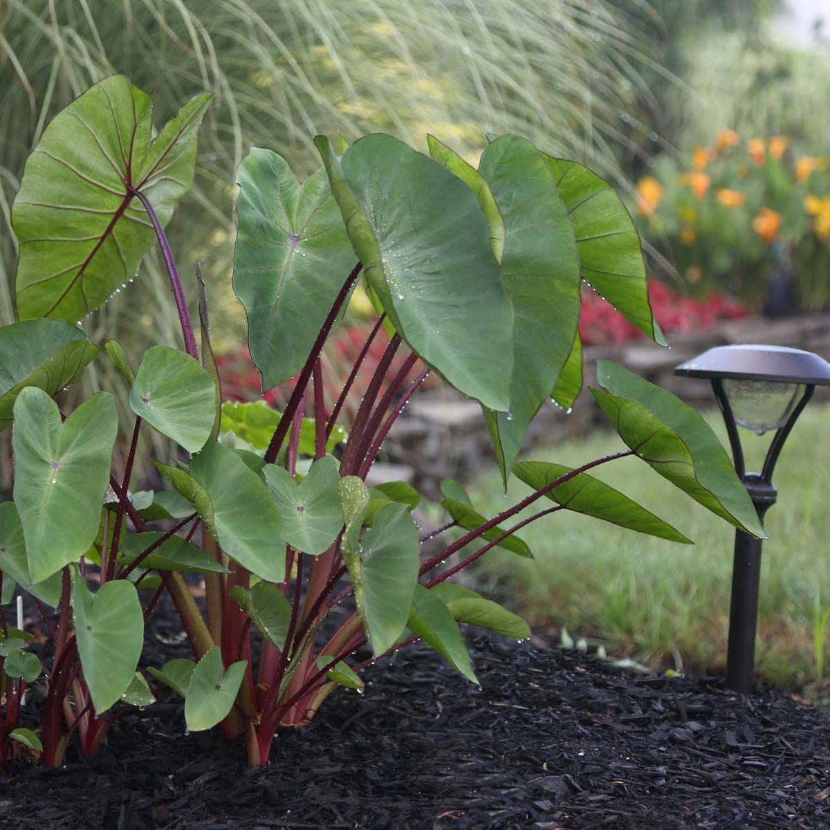Elephant Ear, Black Stalk