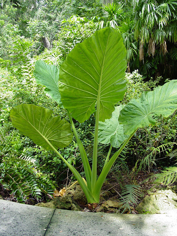 Elephant Ear, Giant