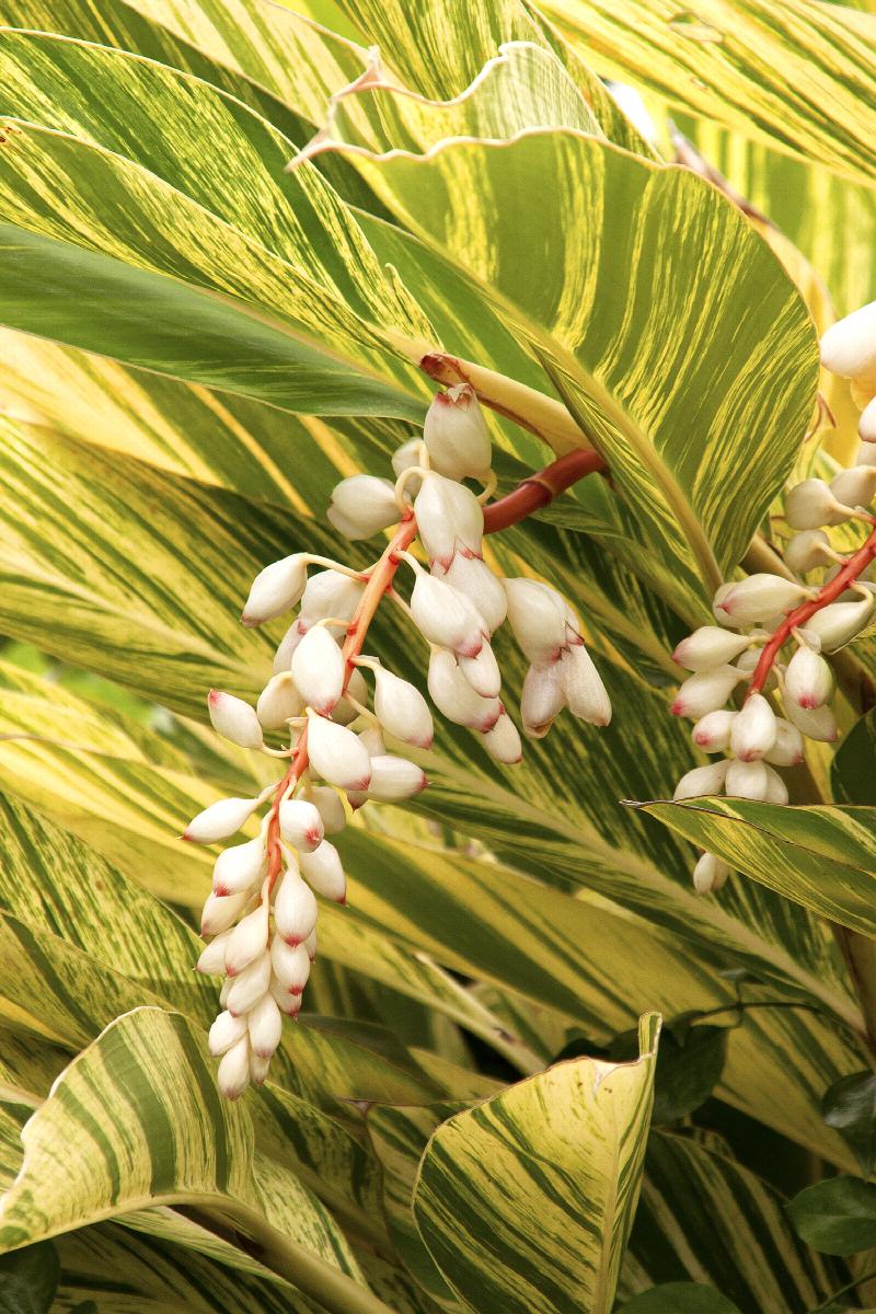 Ginger, Variegated