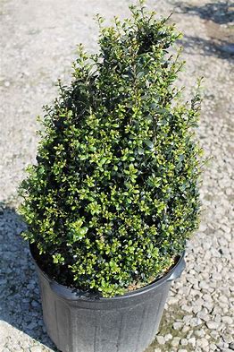 Holly Compacta CONE