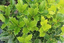 Holly, Oakleaf