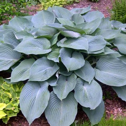 Hosta Blue Angel