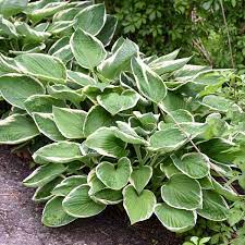 Hosta Francee