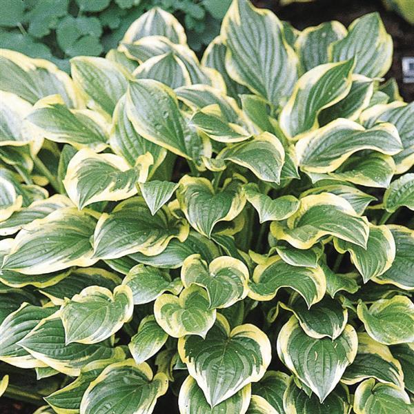 Hosta So Sweet