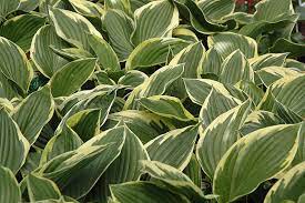 Hosta Golden Variegated