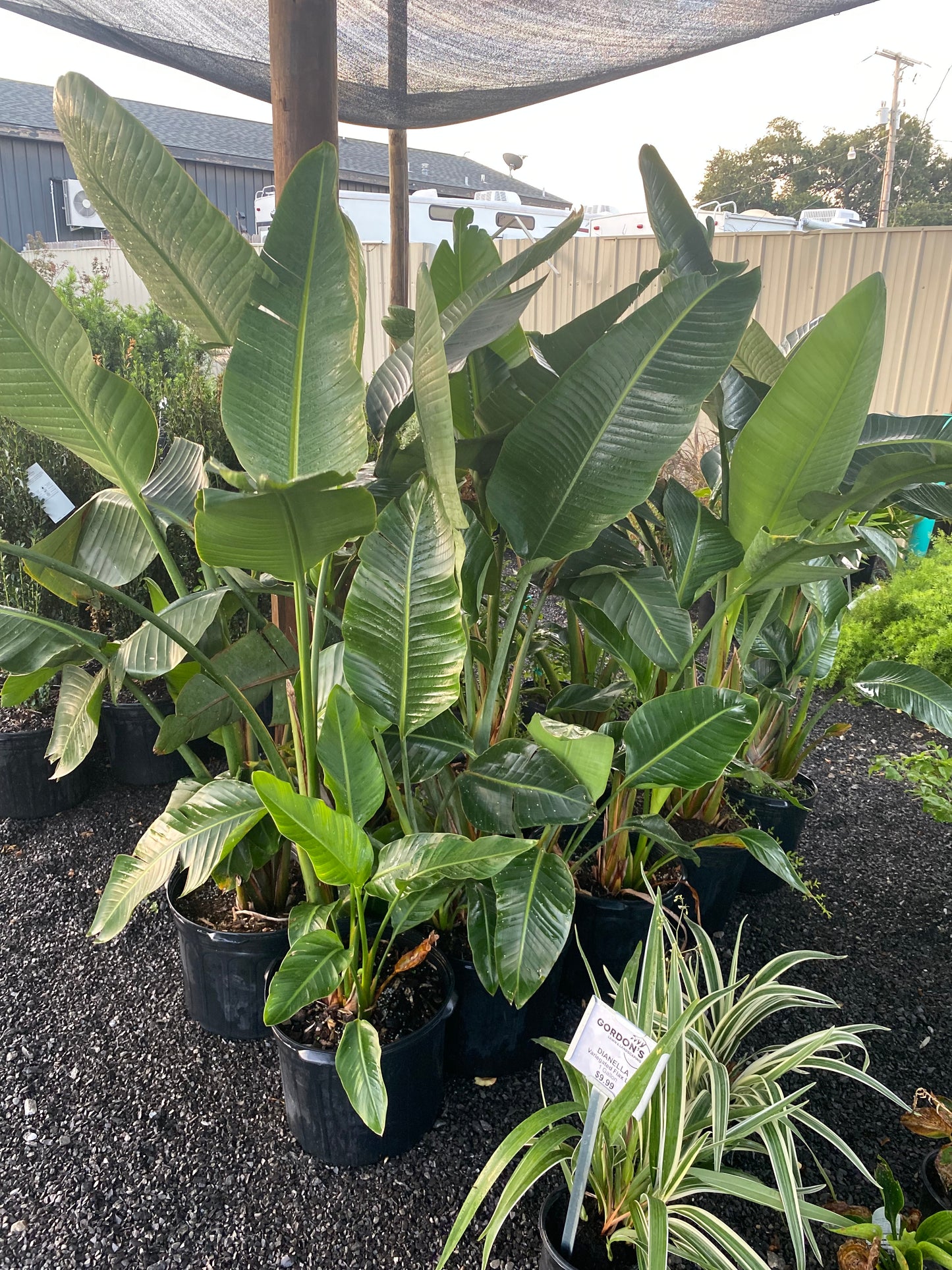 Bird of Paradise, White