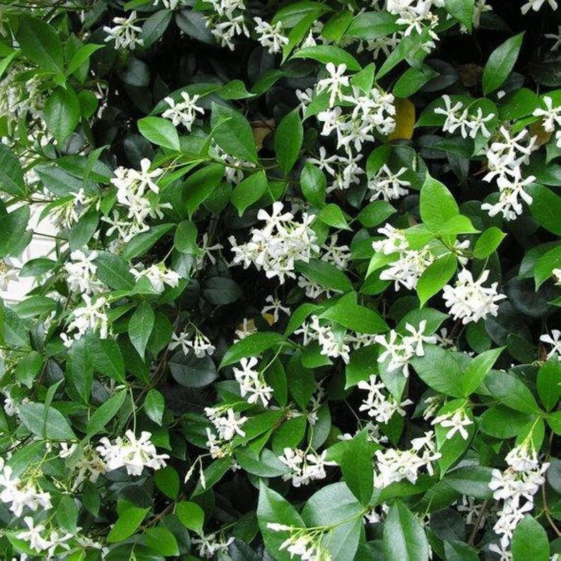 Jasmine Confederate