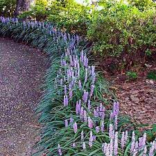 Liriope Big Blue