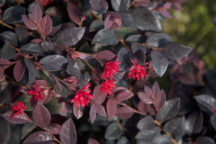 Loropetalum, Cabernet