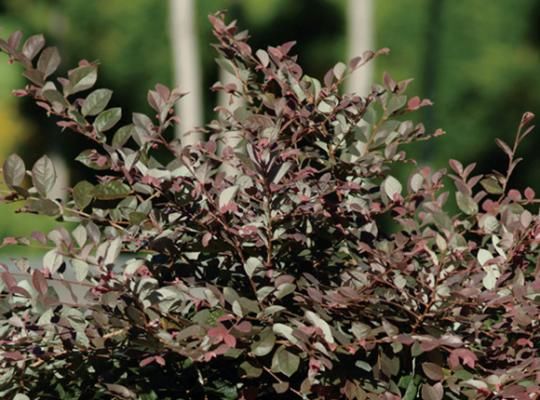Loropetalum Cerise Charm