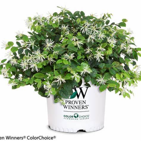 Loropetalum, Jazz Hands Dwarf White