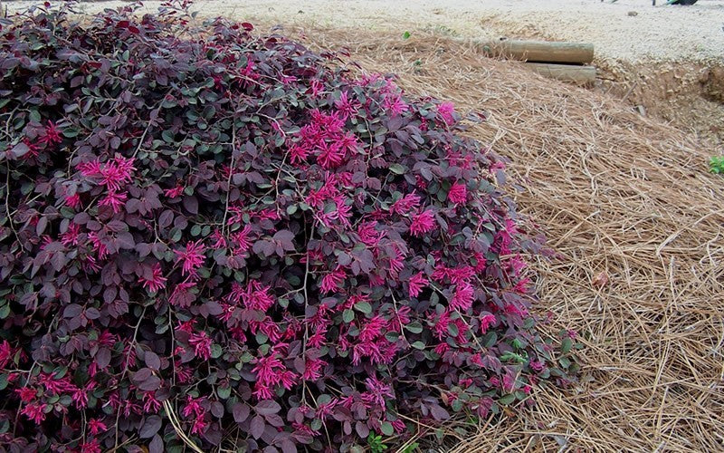 Loropetalum, Purple Pixie