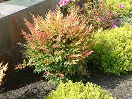 Nandina Compacta