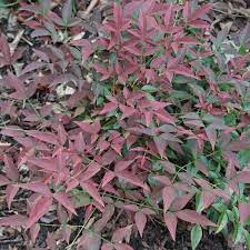 Nandina Flirt