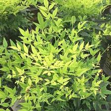 Nandina Lemon Lime