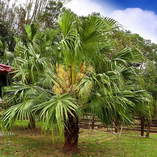 Palm, Chinese Fan