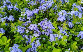 Plumbago, Imperial Blue