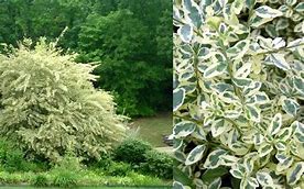 Privet, Variegated