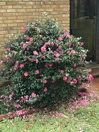 Camellia, Shi-Shi Gashira