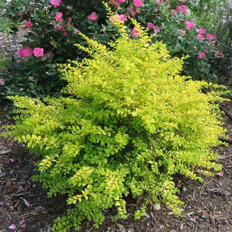 Ligustrum Sunshine