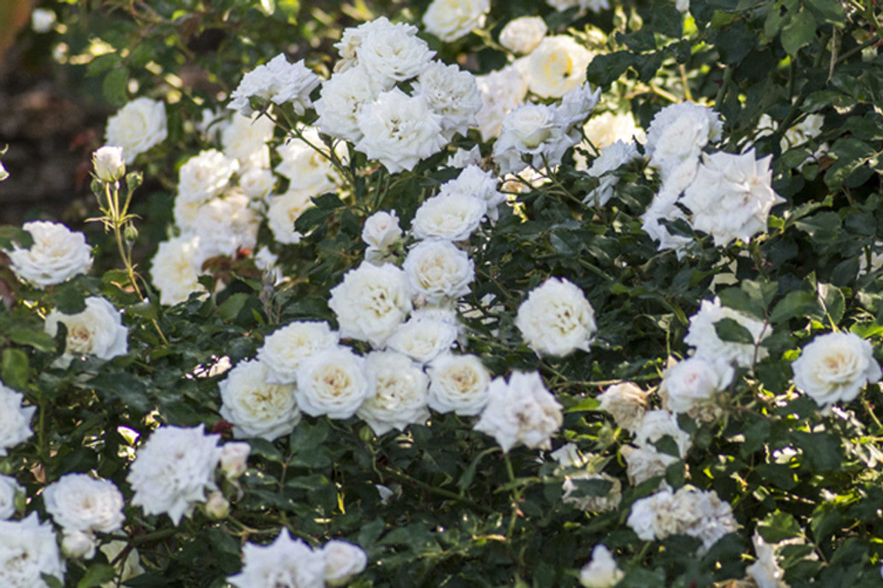 Drift Rose, White