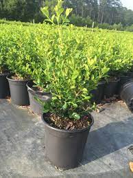 Boxwood, Wintergreen