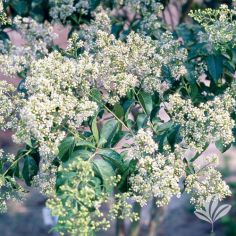 Crape Myrtle, Sarah's Favorite