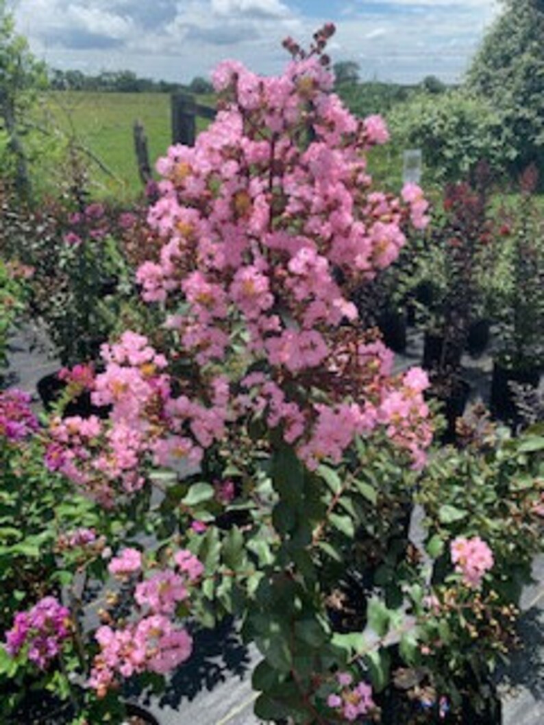 Crape Myrtle, Rhapsody in Pink