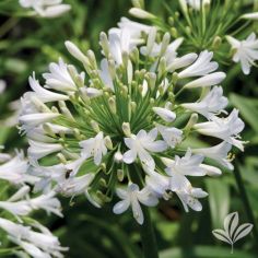Agapanthus Getty White