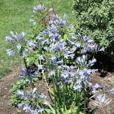 Agapanthus Improved Peter Pan