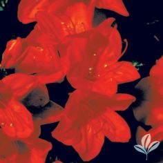 Azalea, Encore Autumn Embers