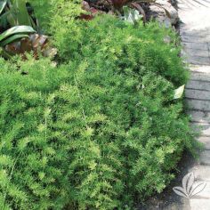 Fern, Asparagus