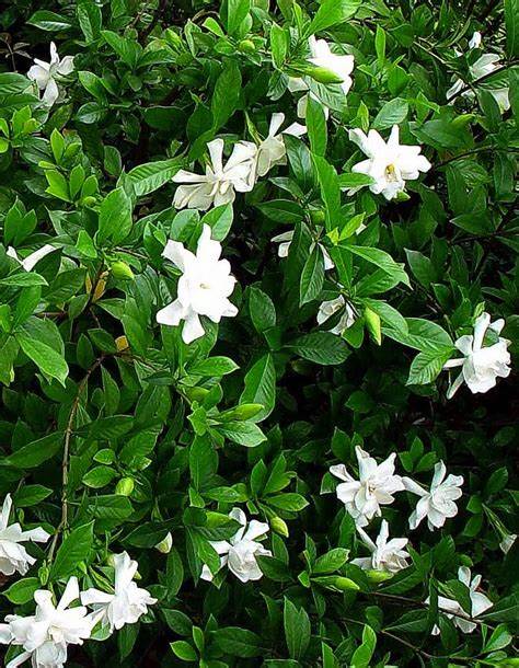 Gardenia, Jubilation